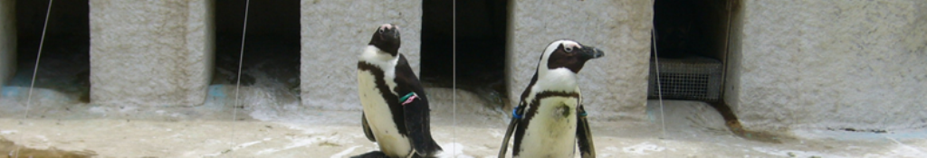 アレンチンに興味をもちました。