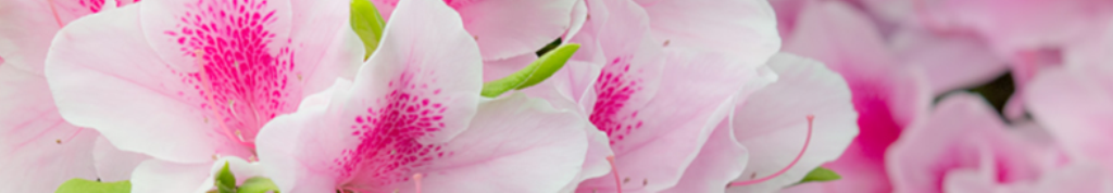 電子辞書、気になります。